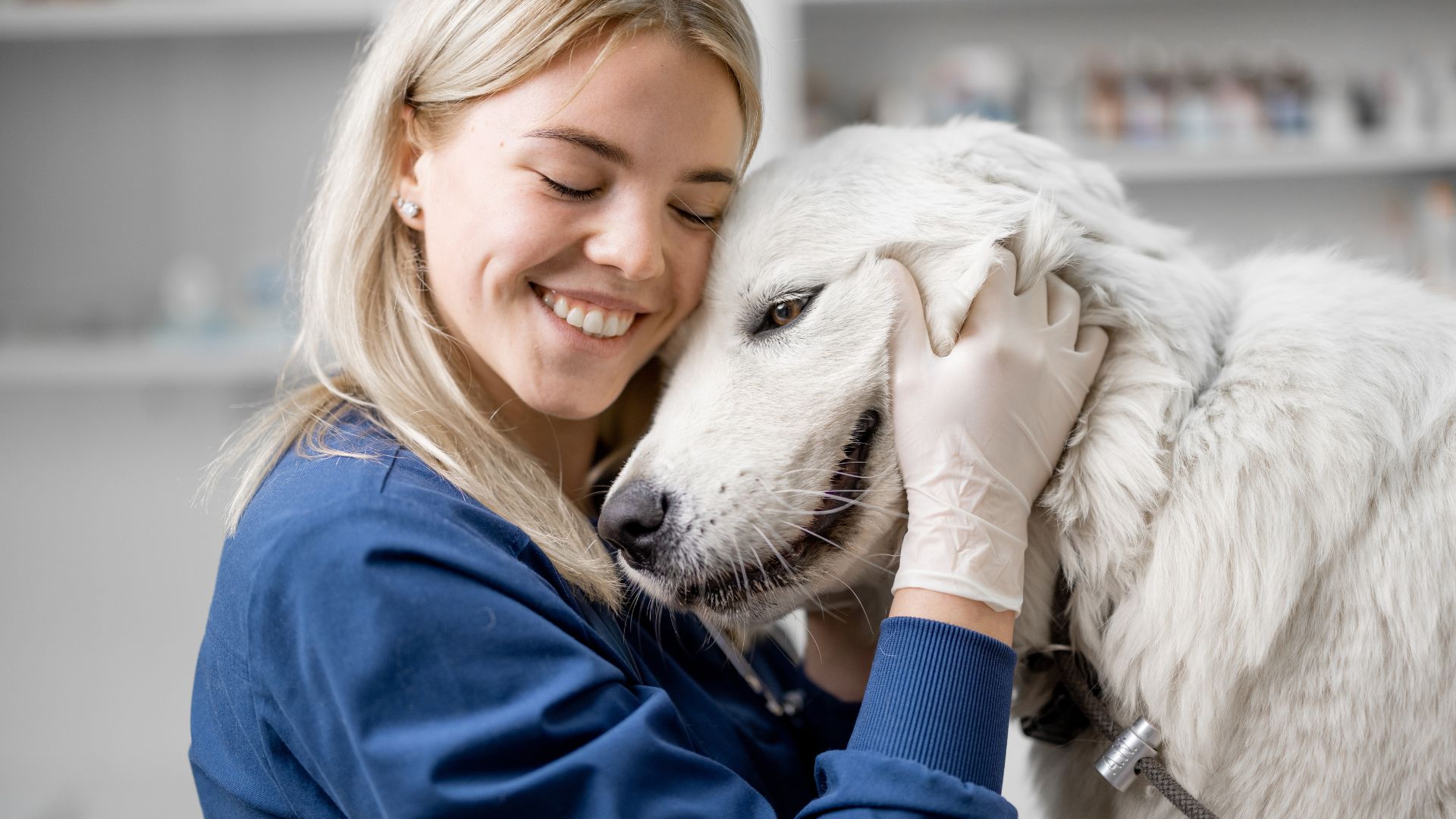 Esterilización animal